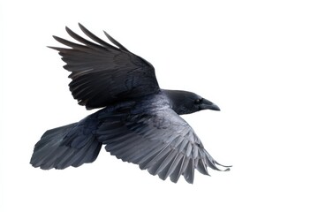 Obraz premium Majestic raven in flight against white background