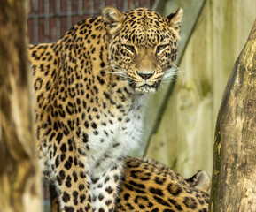 Fototapeta premium Panthère de Perse