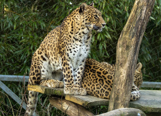 Panth&egrave;re de Perse