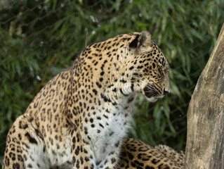 Panth&egrave;re de Perse