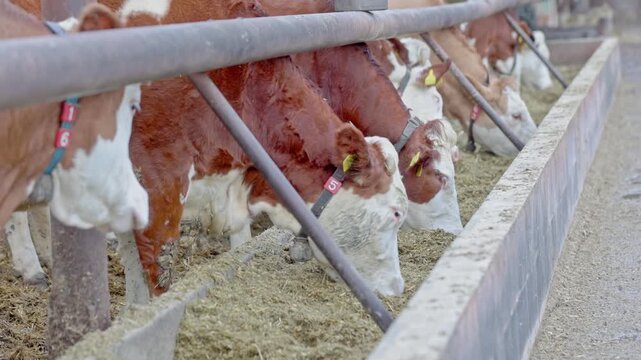 Herd of simmental cows feeding in a modern dairy farm