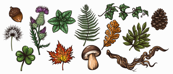 Botanical plants engraved set with leaves, herbs, ferns, ivy, seed pods, pine cone, acorn, mushroom and natural plant elements. Vintage botanical engraving with detailed linework. Vector illustration. © Victoria Sergeeva