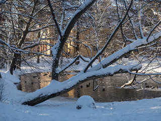 Drzewo nad stawem © EwaAF