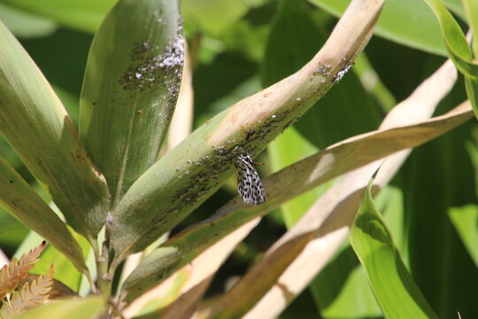 Taraka hamada Resting on Leaf &ndash; Small Lycaenid Butterfly Macro Close Up