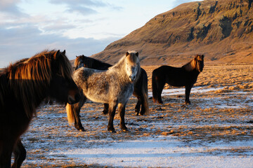 Islandpferde auf einer Weidefläche auf Island © Janet Worg