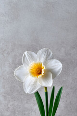 Obraz premium Daffodil flower is blooming with white petals and a yellow center in spring