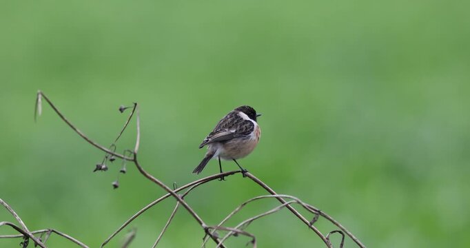 Wild male Stonechat (Saxicola rubicola) in its natural meadow habitat searching for prey.