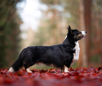 dog in the park