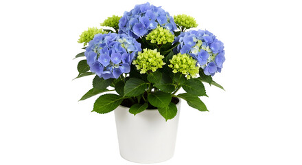 A vibrant arrangement of blue and green hydrangea blossoms in a simple white pot against a black background.