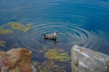 A young gull enjoys the water by a quay in the port of Harstad, Norway.