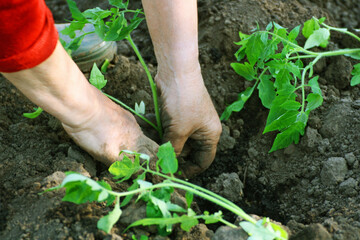 Fototapeta premium Planting seedlings of tomatoes.