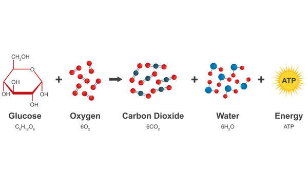 Cellular Respiration Chemical Equation Infographic: Glucose and Oxygen Conversion to Carbon Dioxide Water and ATP Energy Production