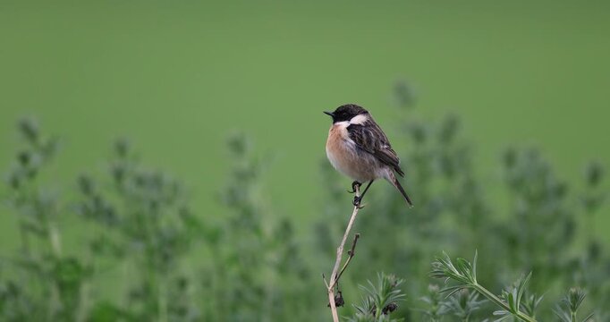 Male Stonechat (Saxicola rubicola) foraging for food on top of a swaying plant stalk.