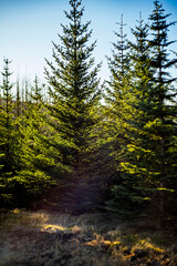 Obraz premium Sunlit Coniferous Forest with Tall Fir Trees Under a Clear Blue Sky at Golden Hour