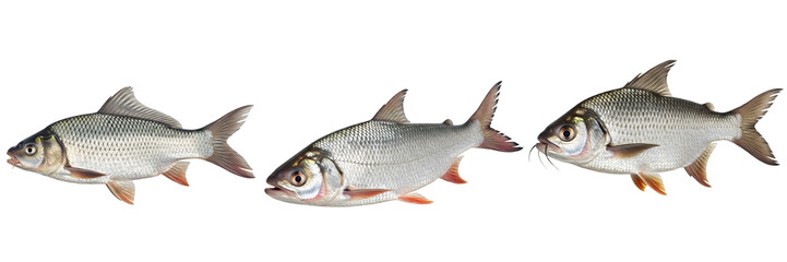 Fototapeta premium the series of the milk fish isolated on white background HQ image PNG ...