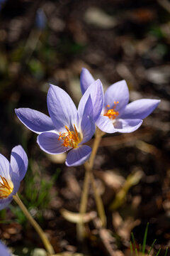 Spring purple crocuses in the park, first flowers of spring