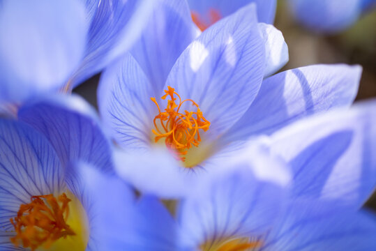 Closeup of spring purple crocuses, first flower of spring