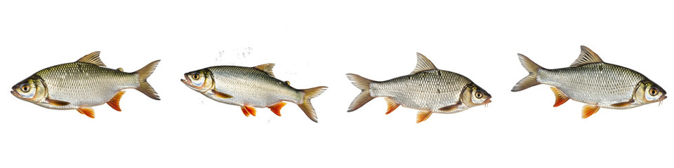 the series of the prey fish isolated on white background PNG HD file ////