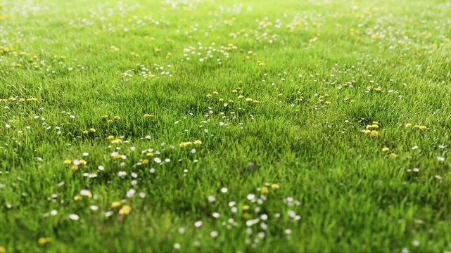 Bright green grass with daisies and yellow dandelions moving gently in a seamless loop.