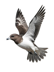 A petrel mid-dive, beak pointed down, isolated on a white background