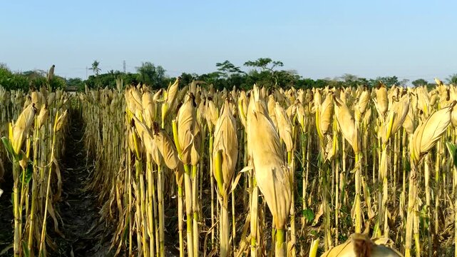 Rows of corn that are ripe and ready for harvest in the agricultural plantation. The corn cobs appear yellow and dry, indicating that they are at the optimal stage of maturity for harvesting.