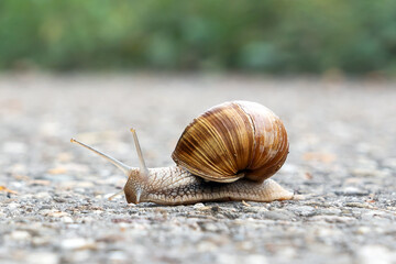 garden snails © waechter-media.de