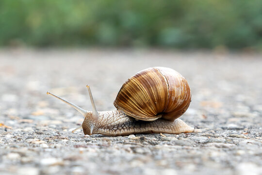 garden snails