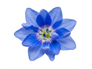 A vibrant blue flower with delicate petals and intricate details in the center.