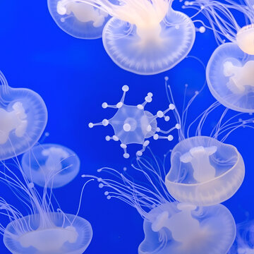 Meduse jellyfish Constellated. White translucent jellyfish swim slowly against a blue background at the oceanarium in Monaco.
phyllorhyza punctata.