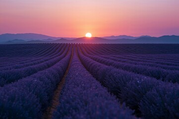 Lavender field rows at sunset with purple flowers and mountains in the background
