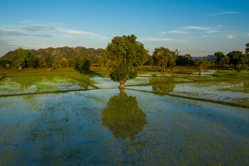 A single tree stands centered in a flooded rice field, its reflection mirrored in the still water under a clear blue sky. The landscape features geometric paddies, scattered trees, and distant hills © Florent