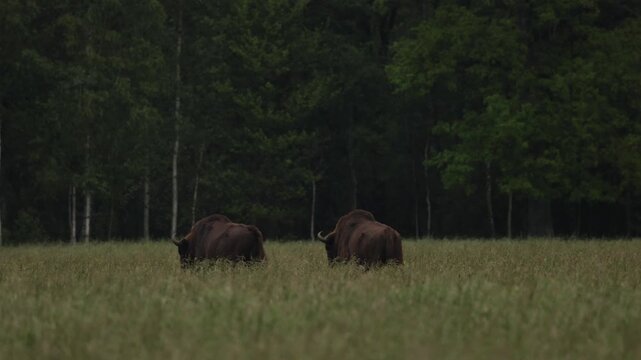 4K Two wild European bisons walking away and stopping, Summer Forest