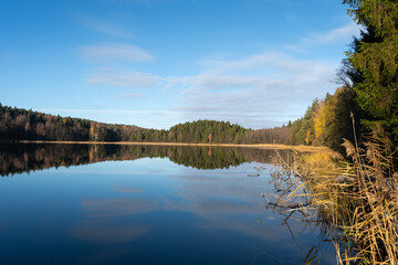 A breathtaking autumn view of a serene blue lake surrounded by a vibrant wild forest. High grass sways gently on the rocky shore under a clear blue sky.