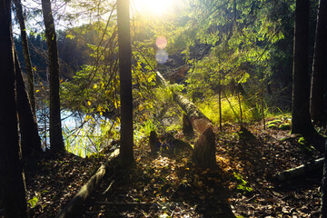 Green forest nature landscape on sunny day near wild lake. Spring scene of early nature, with fresh foliage and tranquil waters reflecting clear sky. Atmosphere of untouched natural environment.