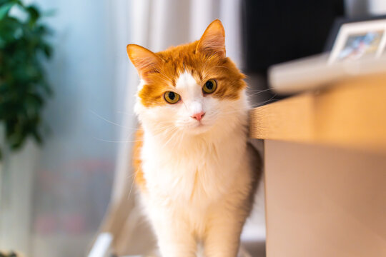 Portrait of a cute red and white cat in a cozy apartment. Adorable domestic feline with striking fur patterns poses indoors, showcasing warm and inviting home atmosphere.