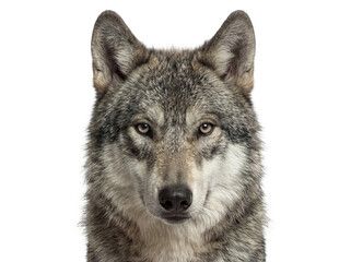 Gray wolf portrait isolated on transparent background (PNG)  © Trixy