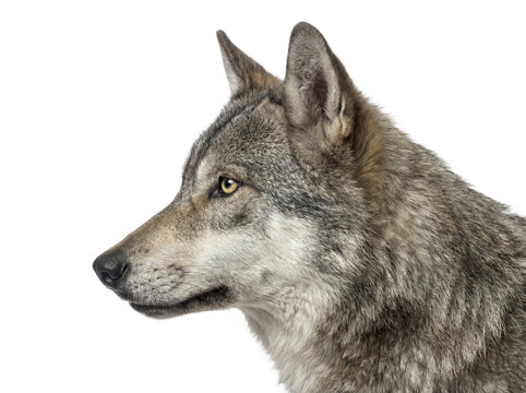 Gray wolf portrait isolated on transparent background (PNG)	