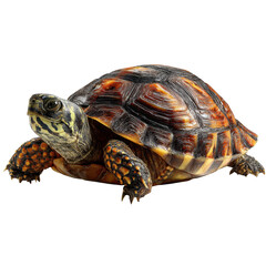 Obraz premium Detailed Close-Up of a Colorful Turtle Crawling on Surface