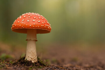 Red mushroom with white spots stands on brown soil in a forest during daytime under soft light