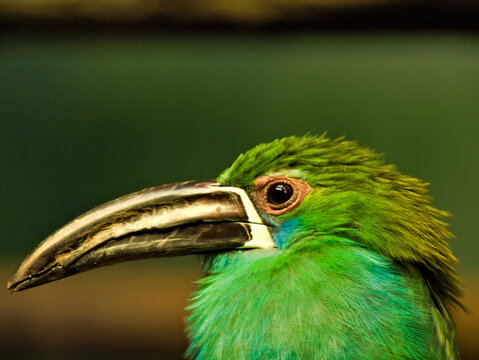 crimson-rumped toucanet