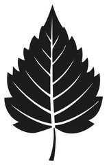 Fototapeta premium Black leaf silhouette with detailed veins and serrated edges isolated on white background.