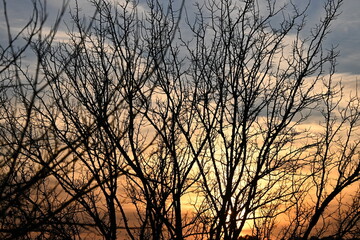 Beautiful bare branches against the sunset in the sky