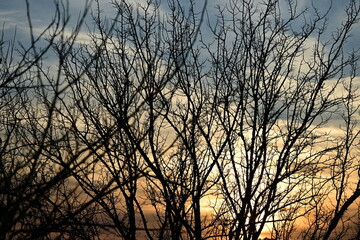 Beautiful bare branches against the sunset in the sky