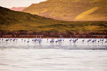 seagulls on the beach