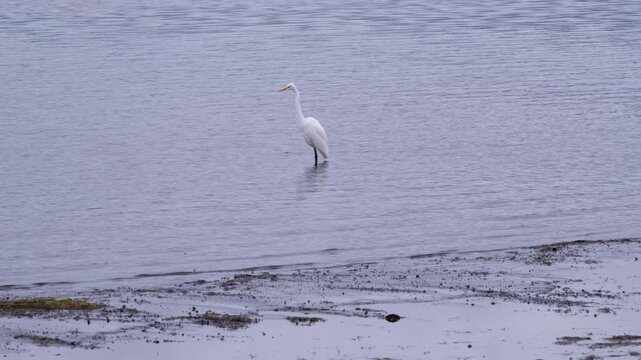 Graceful great egret wading in shallow water while hunting for prey on a cloudy day