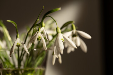 Beautiful delicate snowdrop flowers in a glass in the sun's rays, close-up