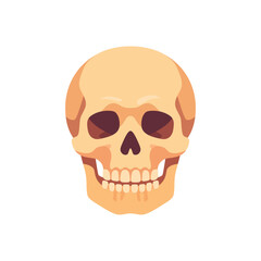 Obraz premium skull, human cranium anatomy, skeletal system medicine, colorful vector flat style illustration