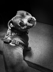 Staffordshire Bull Terrier portrait