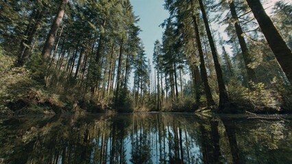 Obraz premium Reflections of tall trees in a tranquil forest pond