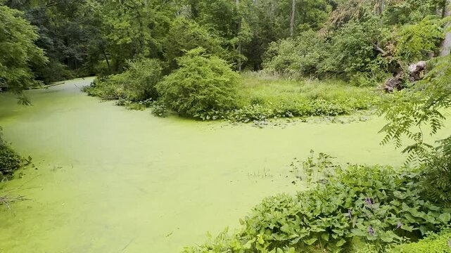 Tracking shot shows algae transforming river into thick green quagmire